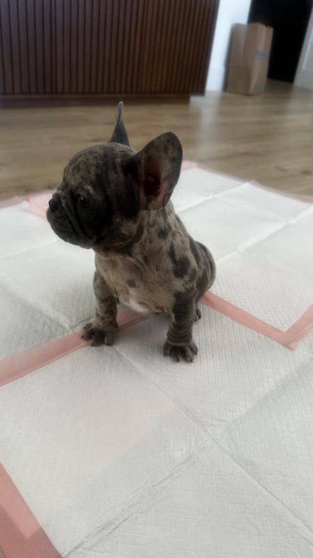 French Bulldog Puppies media 5