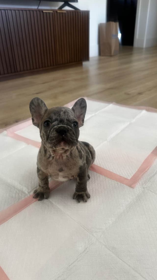 French Bulldog Puppies media 2