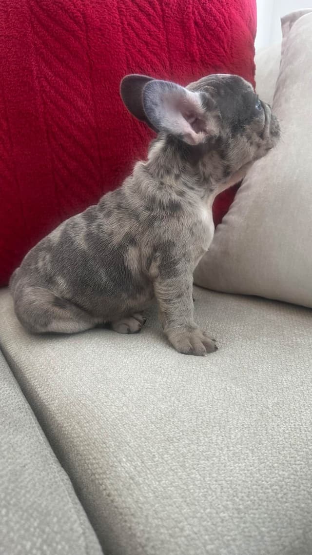 French Bulldog Puppies media 3