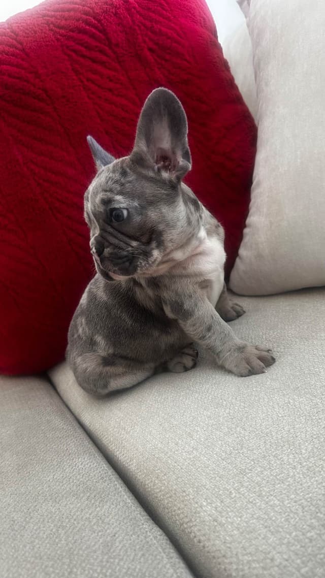French Bulldog Puppies media 4
