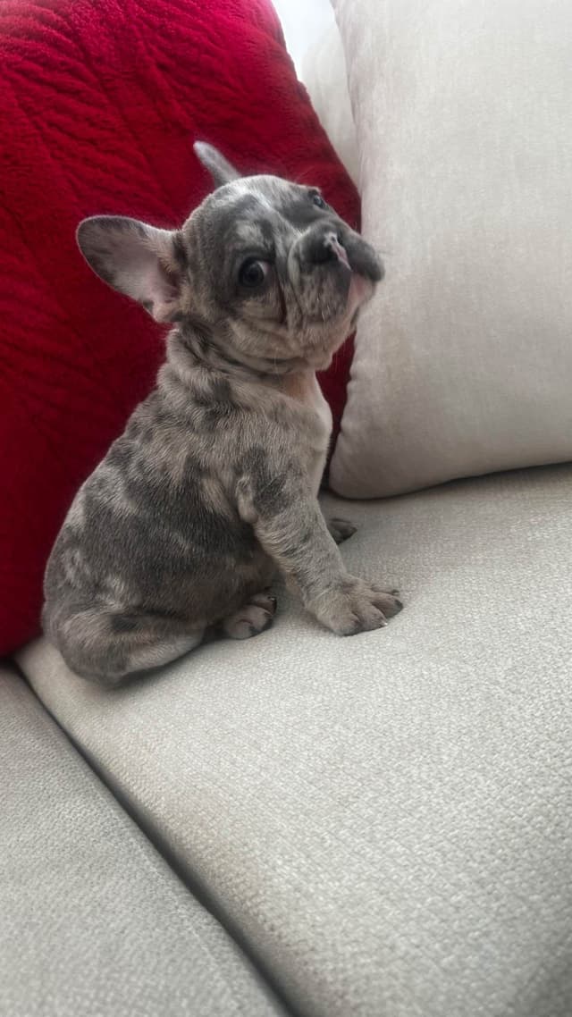 French Bulldog Puppies media 6