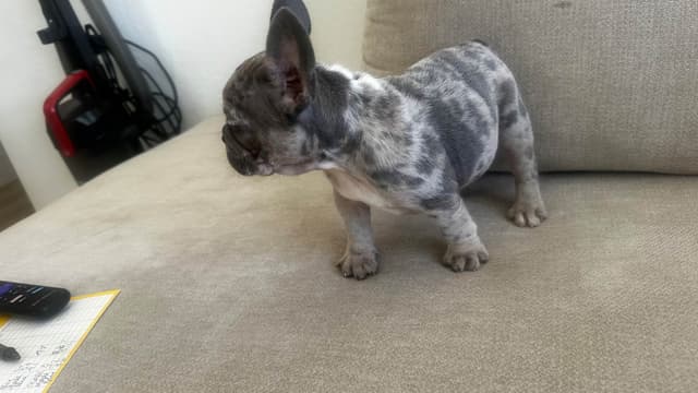 French Bulldog Puppies media 7