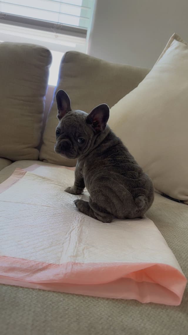 French Bulldog Puppies media 8