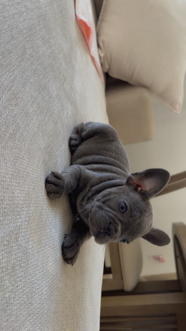 French Bulldog Puppies media 9