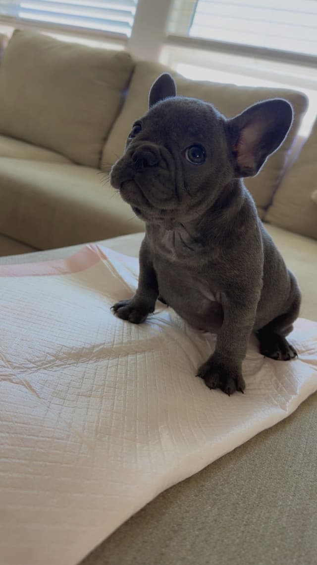 French Bulldog Puppies media 10