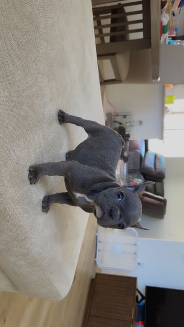 French Bulldog Puppies media 11