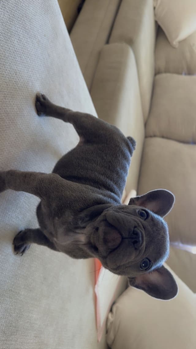 French Bulldog Puppies media 12