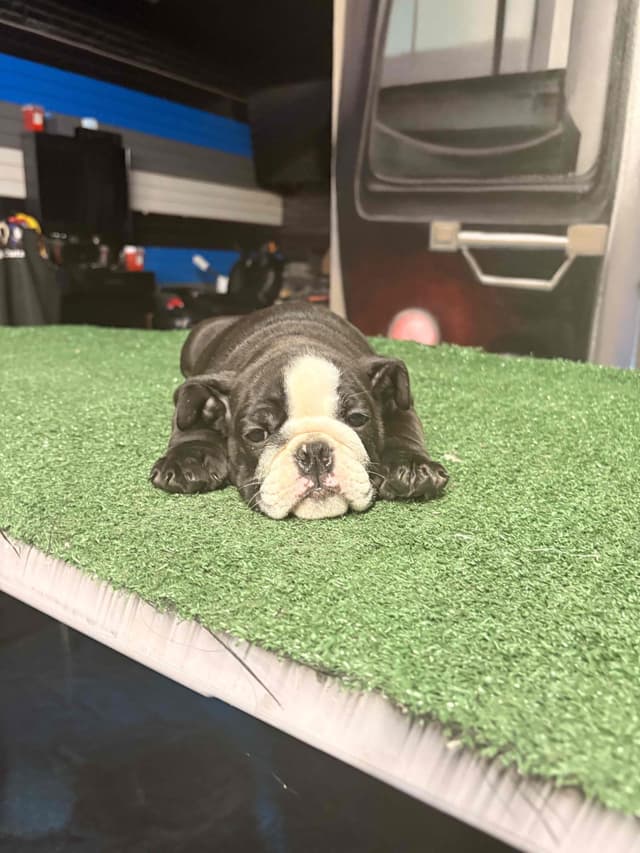 Bulldog Puppies media 2