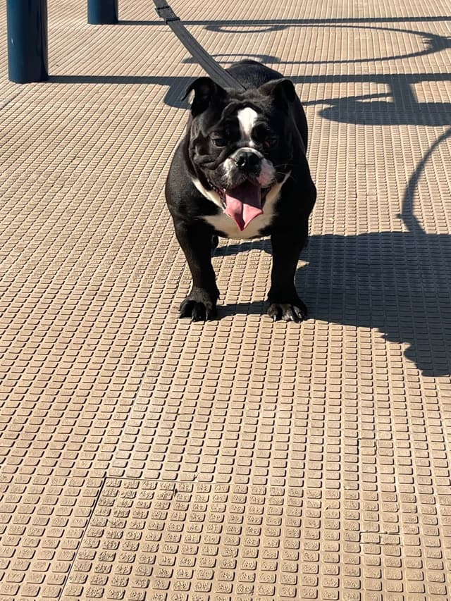 Bulldog Puppies media 5