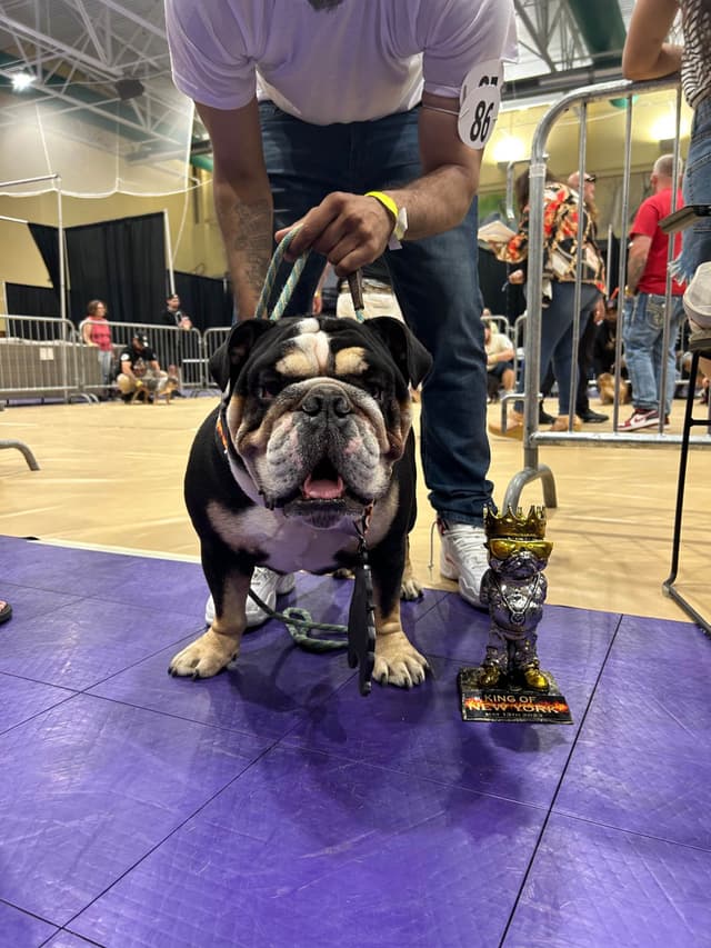 Bulldog Puppies media 6