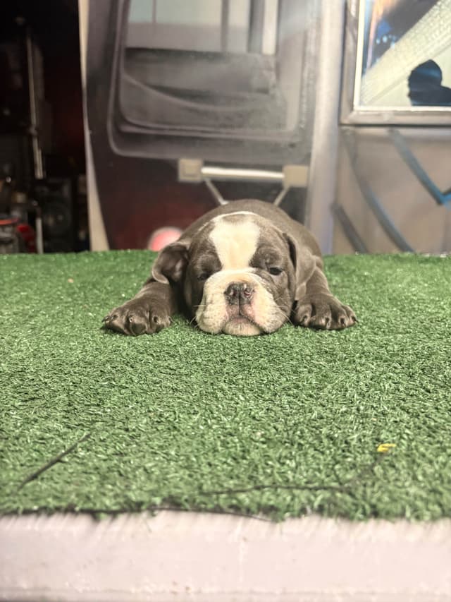 Bulldog Puppies media 7