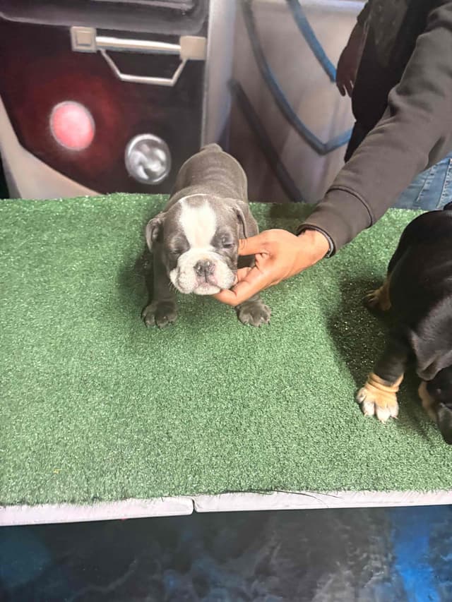 Bulldog Puppies media 8
