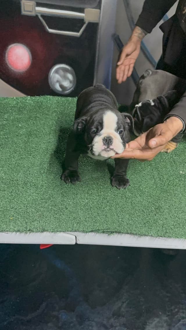 Bulldog Puppies media 3