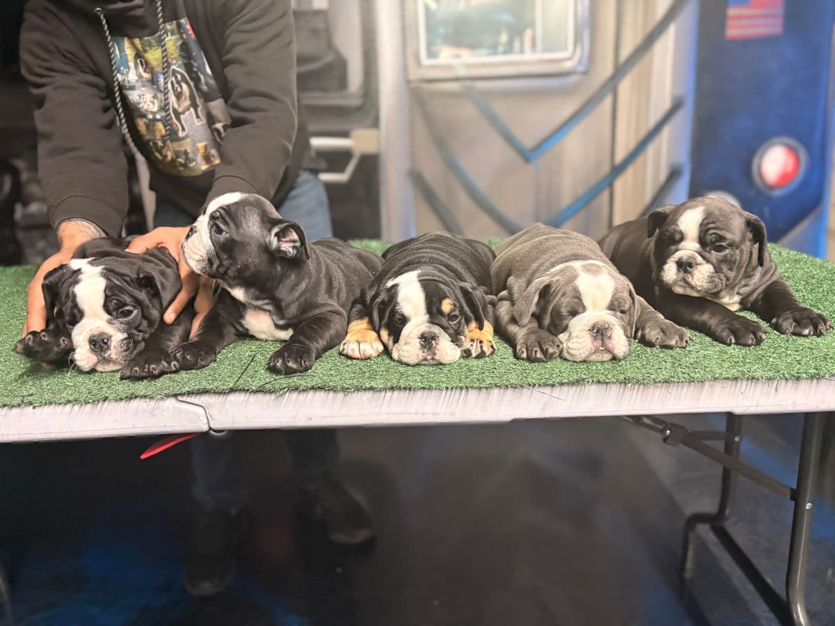 Bulldog Puppies breeder image 1