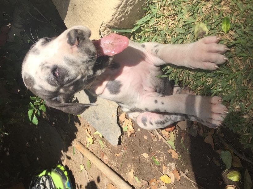 Great Dane Puppies breeder image 13