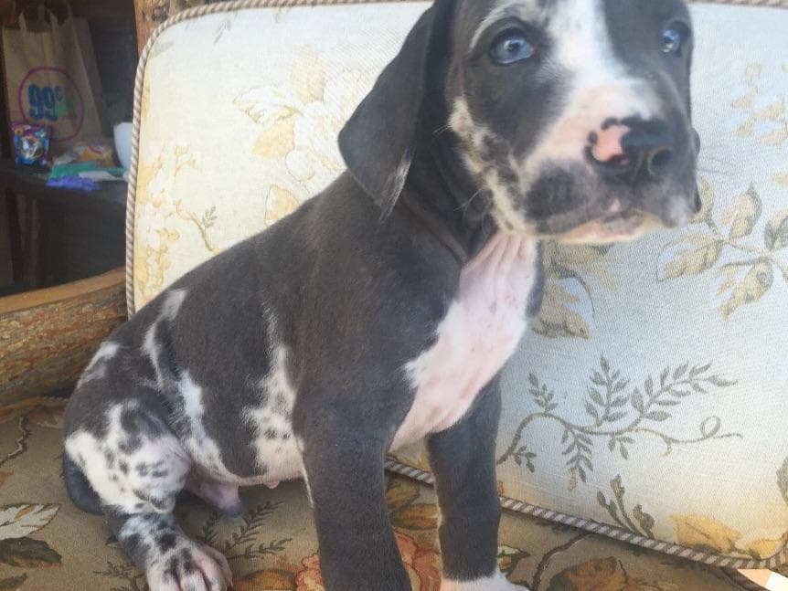 Great Dane Puppies breeder image 14
