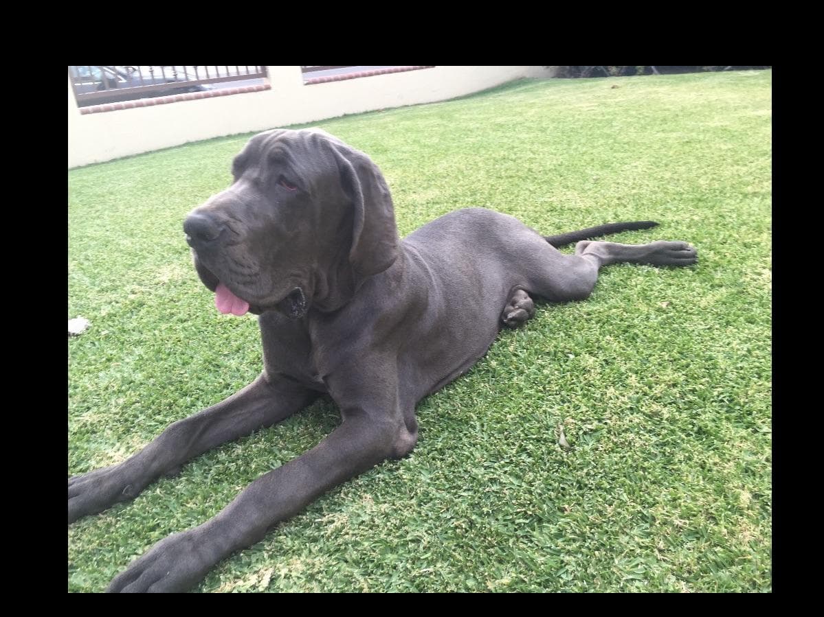 Great Dane Puppies breeder image 15