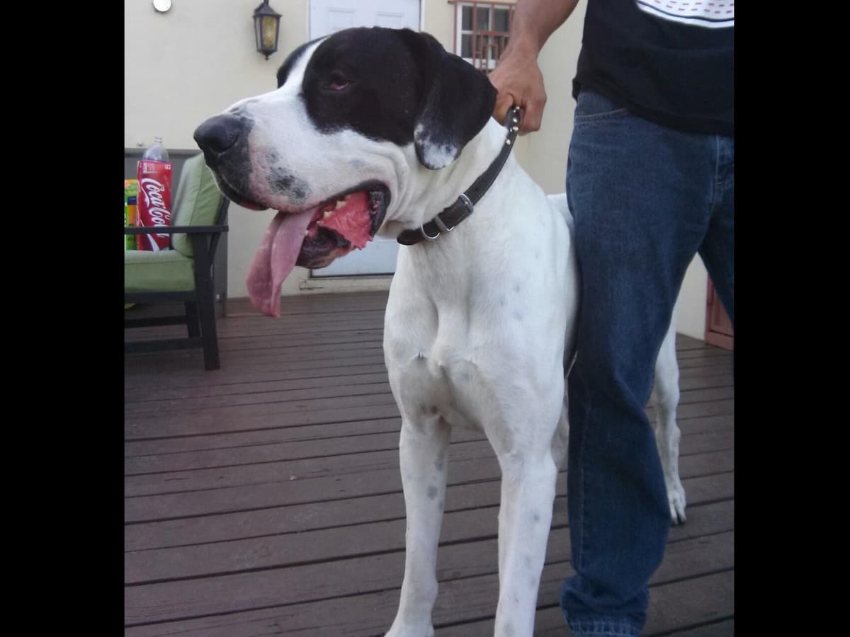 Great Dane Puppies breeder image 17
