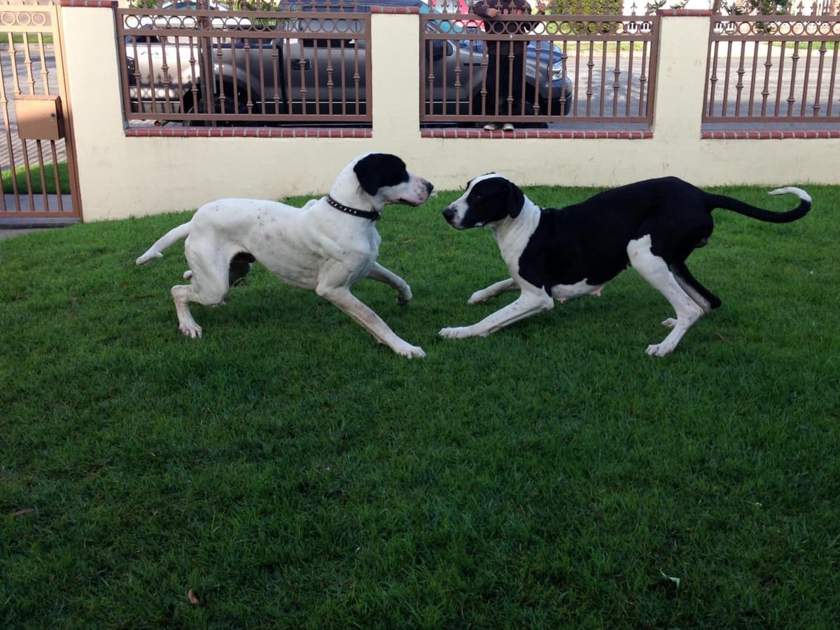 Great Dane Puppies breeder image 18