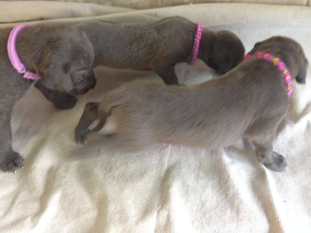 Great Dane Puppies breeder image 16