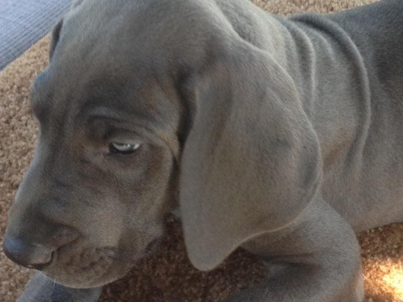 Great Dane Puppies breeder image 19