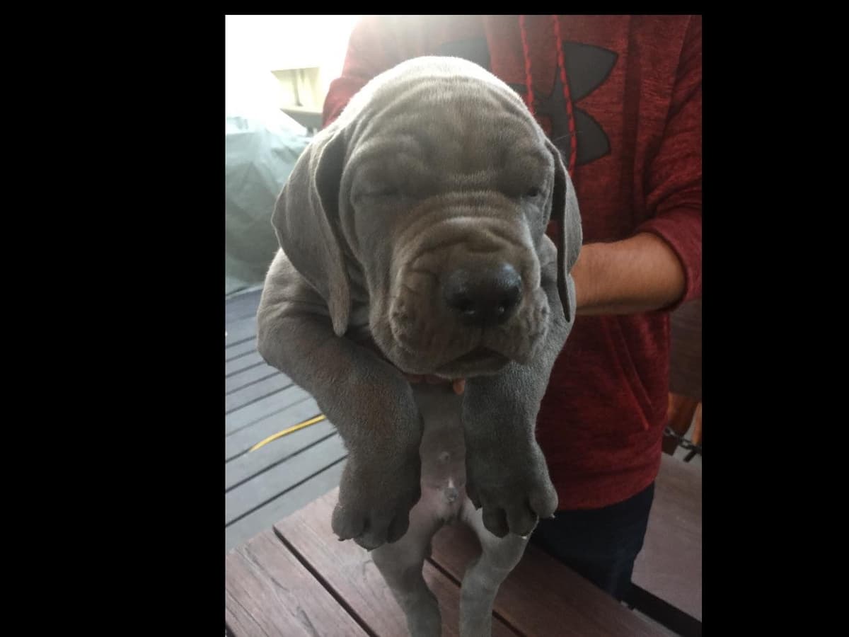 Great Dane Puppies breeder image 11