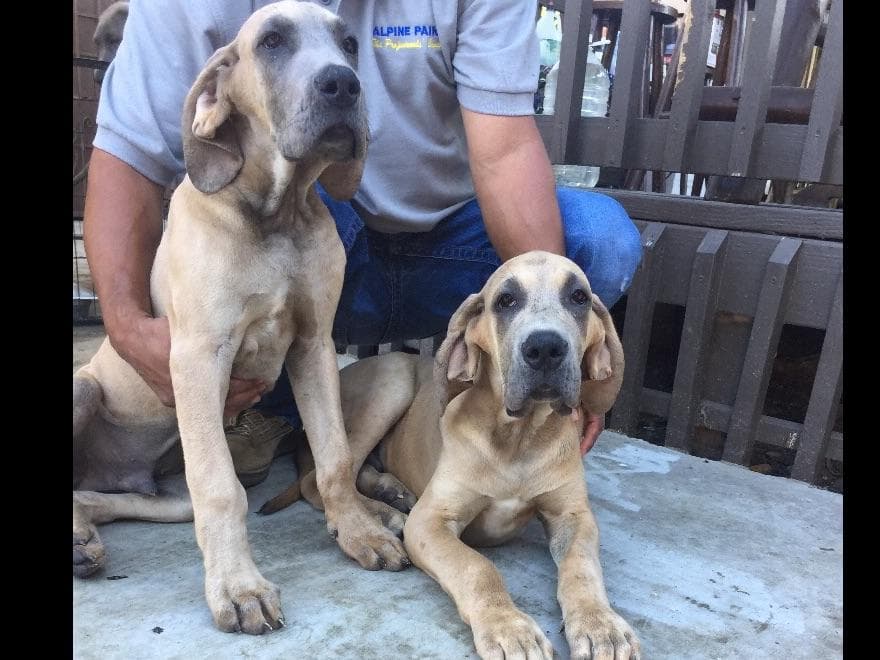 Great Dane Puppies breeder image 10