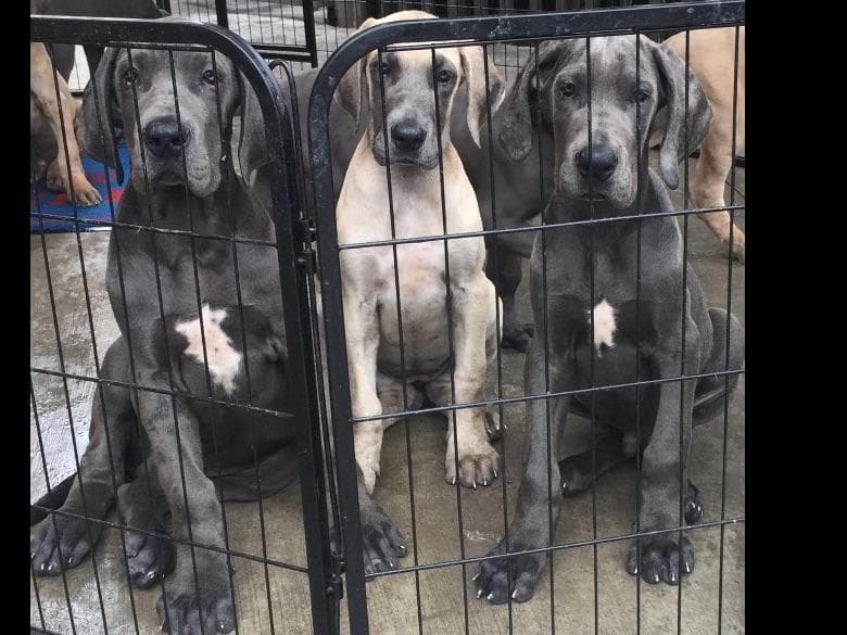 Great Dane Puppies breeder image 9