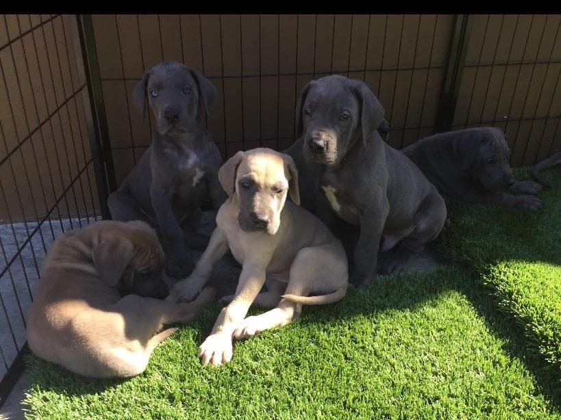 Great Dane Puppies breeder image 8