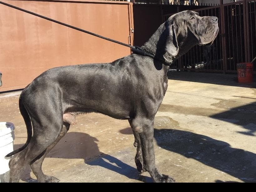 Great Dane Puppies breeder image 7