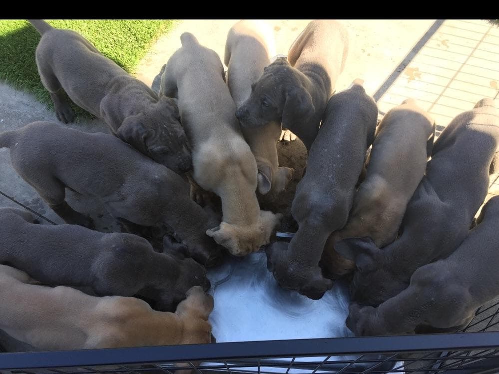 Great Dane Puppies breeder image 6