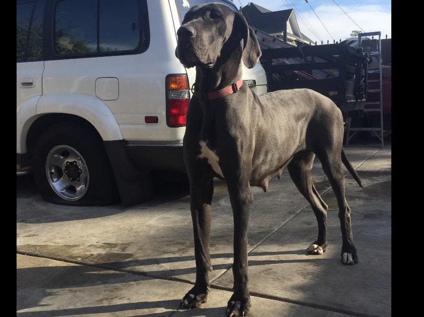 Great Dane Puppies breeder image 5