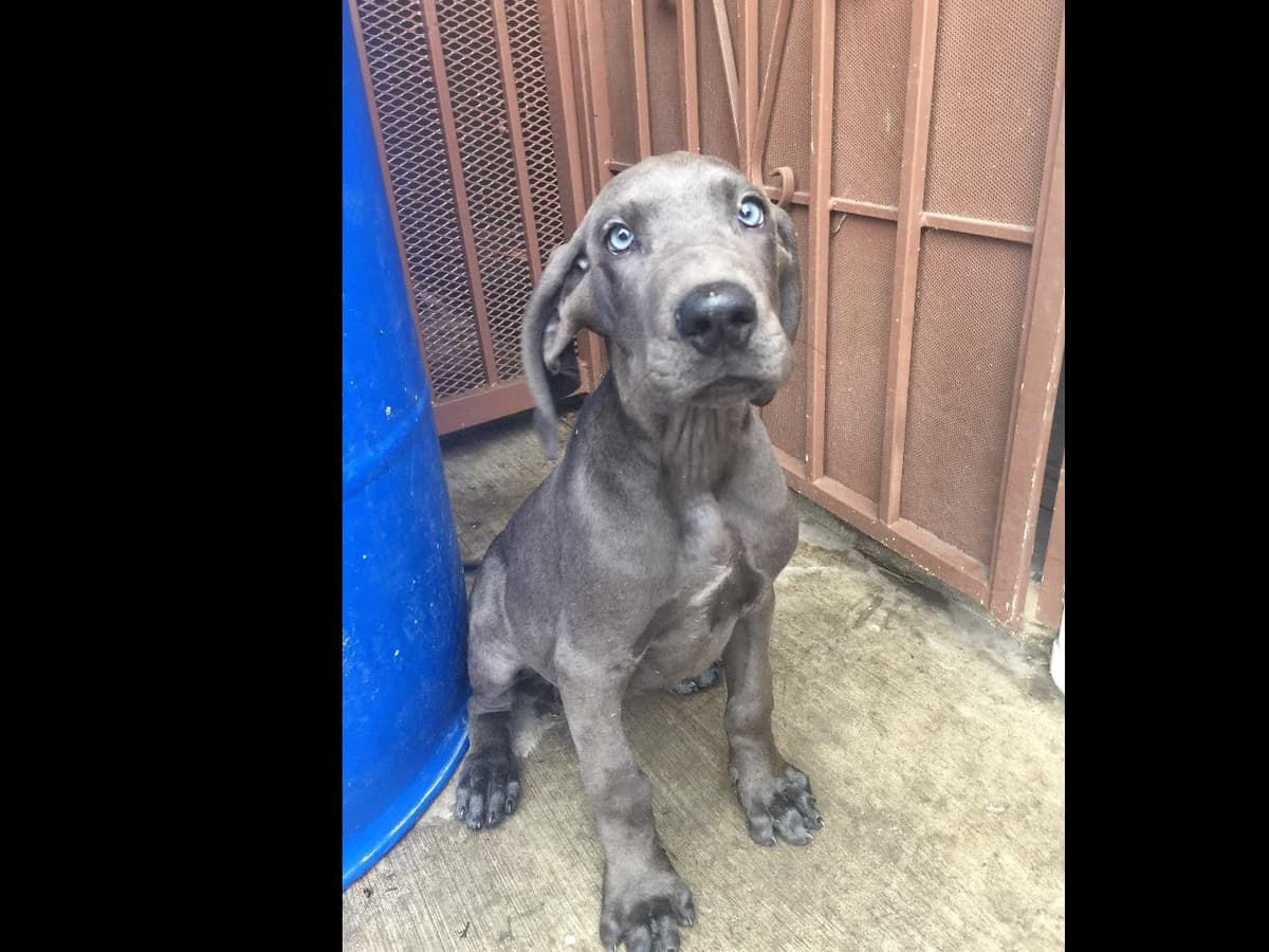 Great Dane Puppies breeder image 4