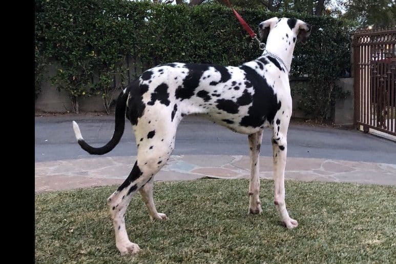 Great Dane Puppies breeder image 2