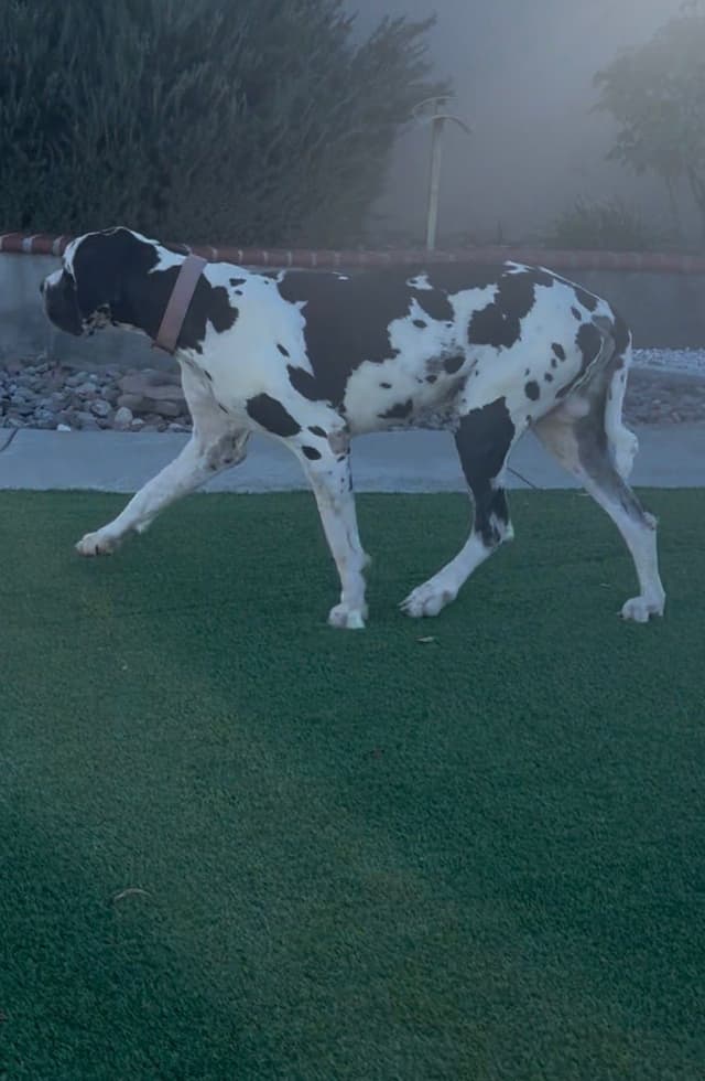 Great Dane Puppies media 2