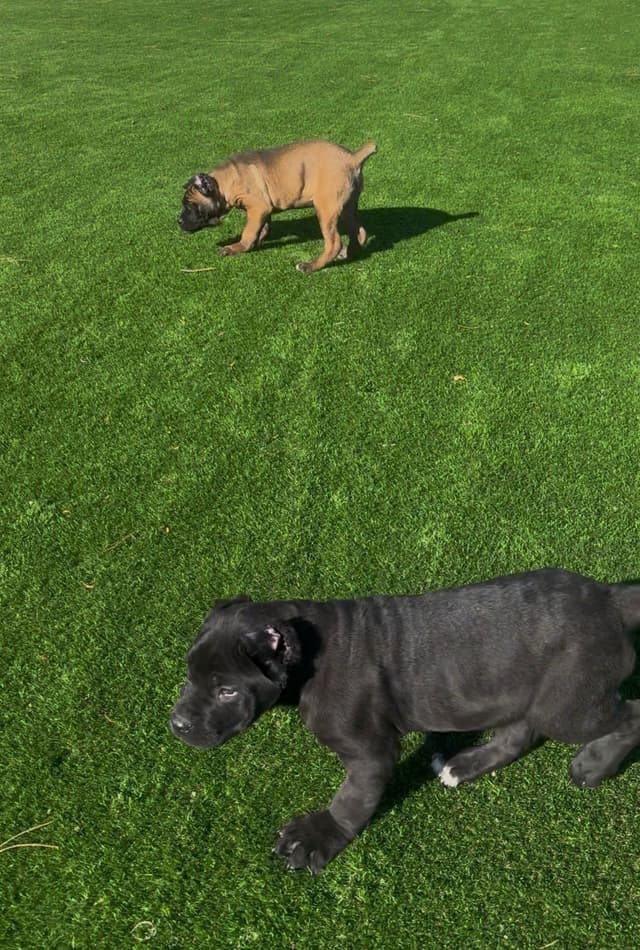 Cane Corso Puppies media 2