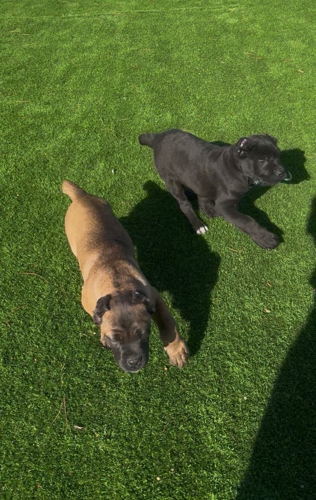 Cane Corso Puppies media 3