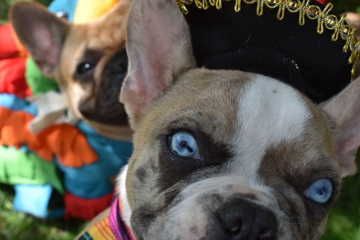 French Bulldog Puppies breeder image 2