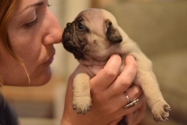 French Bulldog Puppies breeder image 4