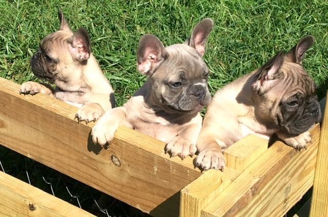 French Bulldog Puppies breeder image 5