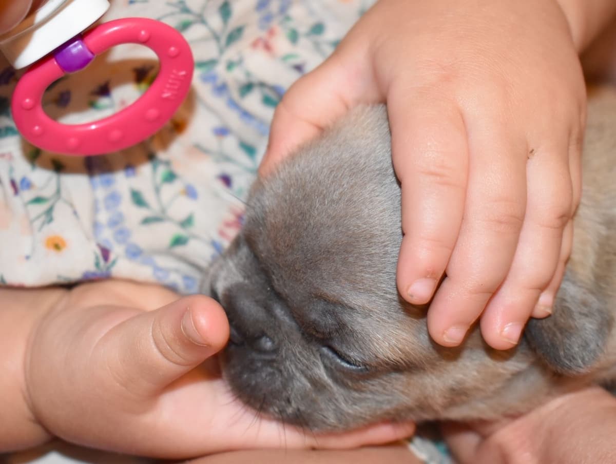 French Bulldog Puppies breeder image 6