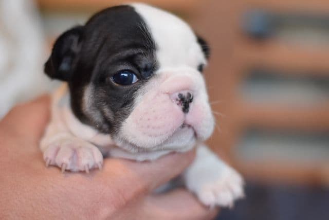 French Bulldog Puppies breeder image 7