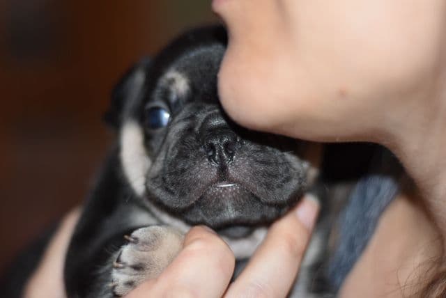 French Bulldog Puppies breeder image 9