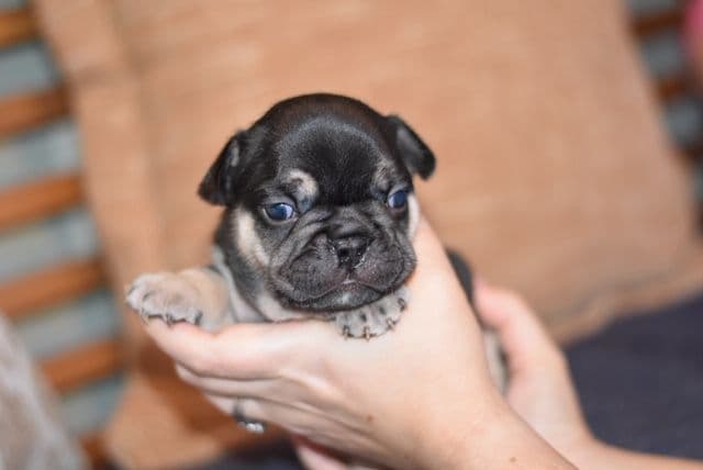 French Bulldog Puppies breeder image 8