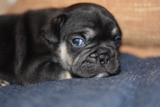French Bulldog Puppies breeder image 10