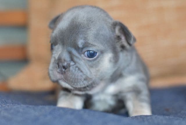 French Bulldog Puppies breeder image 17