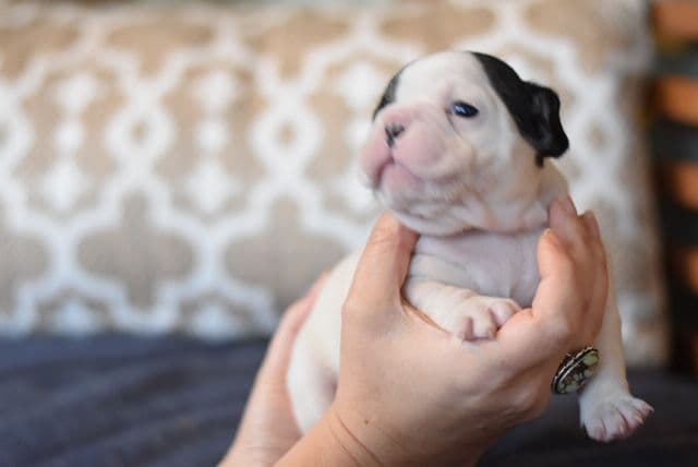 French Bulldog Puppies breeder image 11
