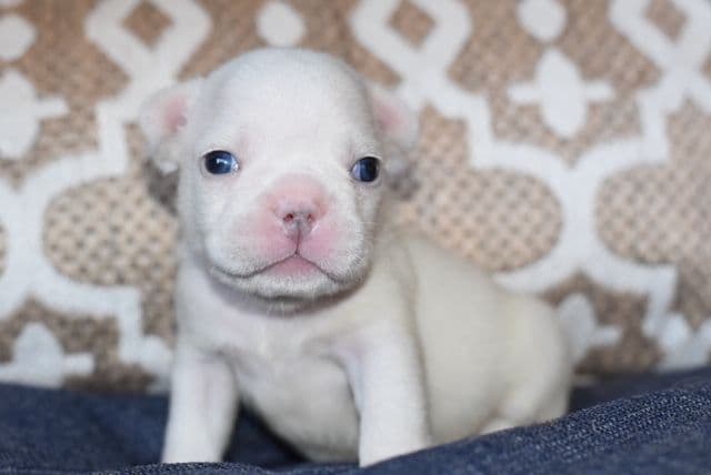 French Bulldog Puppies breeder image 19