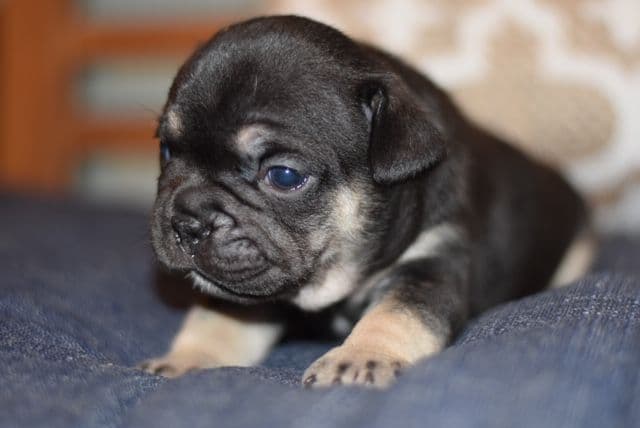 French Bulldog Puppies breeder image 16