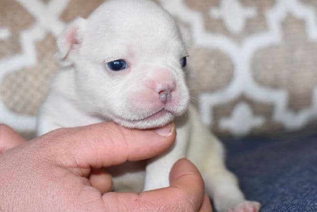 French Bulldog Puppies breeder image 13